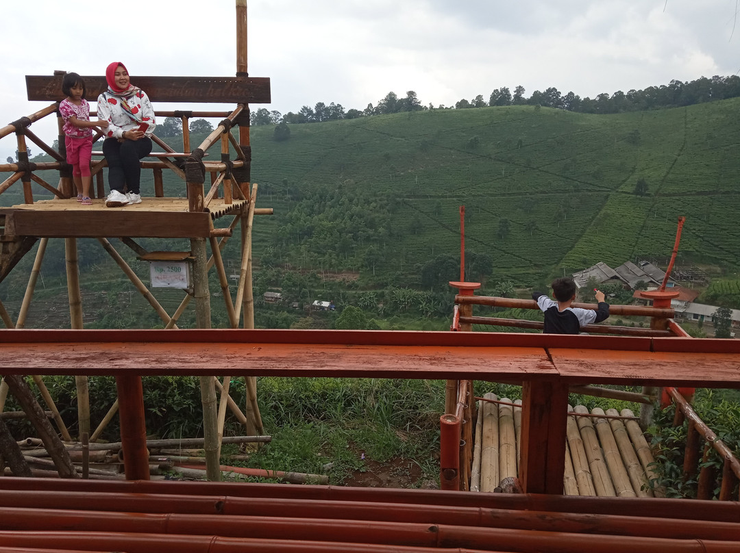 Cipasung Tea Plantation-Majalengka必去景点