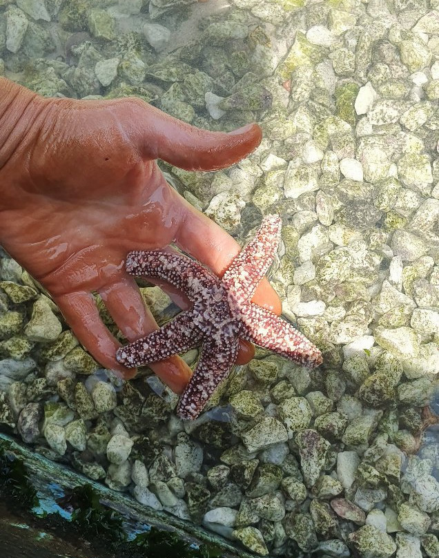 Oceanic Victor-维克多港必去景点