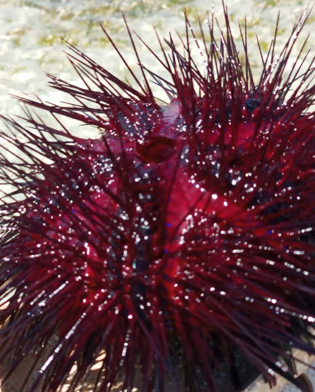 Jumuia Conference & Beach Resort主图