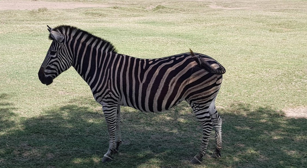 Parque Lecocq-蒙得维的亚必去景点