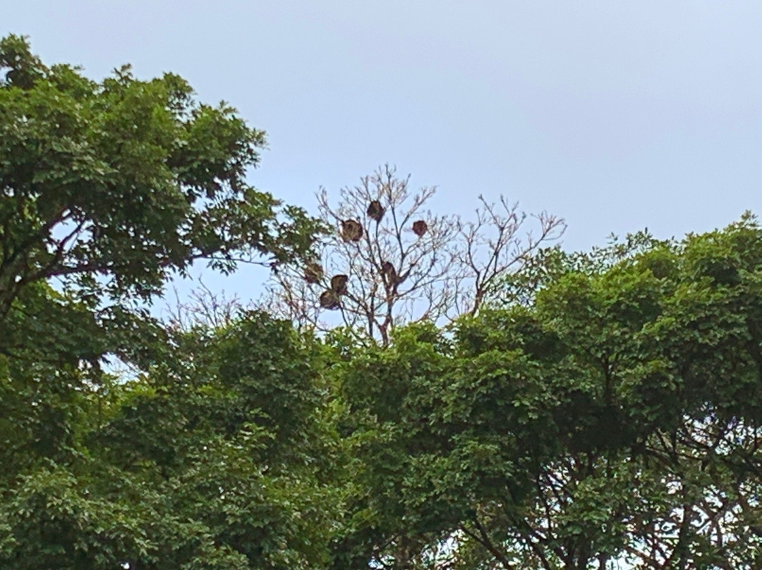 The Monkey Bowl主图