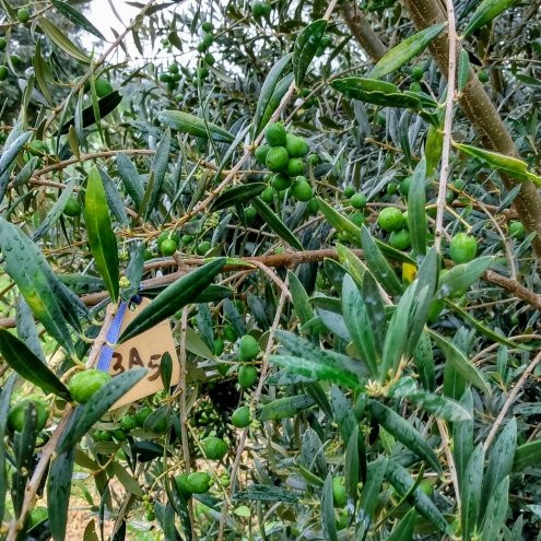 O Olival - Agroturismo-Cunha必去景点