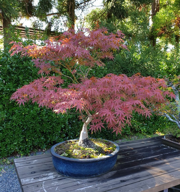 京都府立植物园景点图片