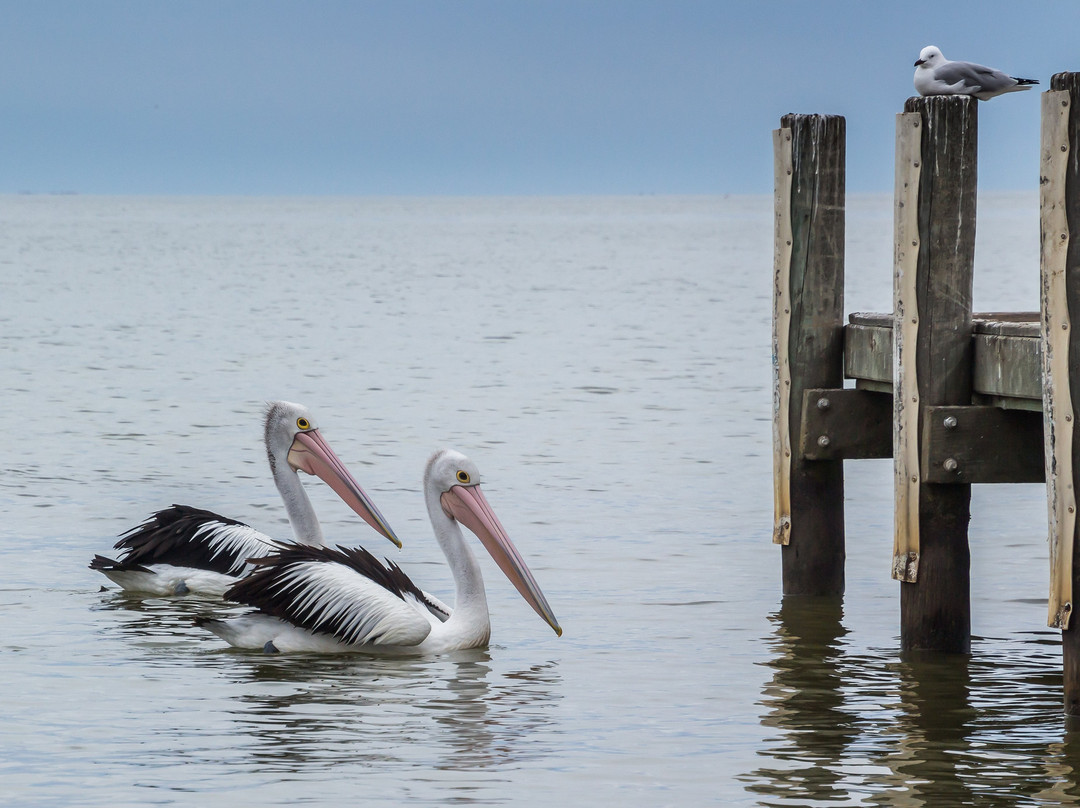 Goolwa Visitor Information Centre-Goolwa必去景点