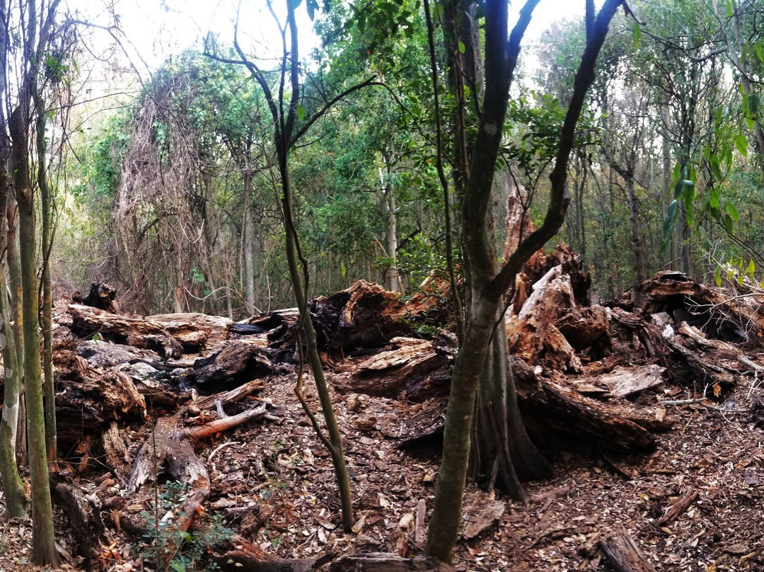 Wingham Brush Nature Reserve-温厄姆必去景点