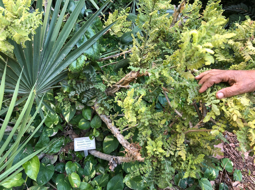 TASTE  of EIN-GEDI-恩戈地必去景点