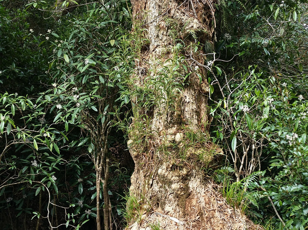 Tamarinaie Ravine Blanche景点图片