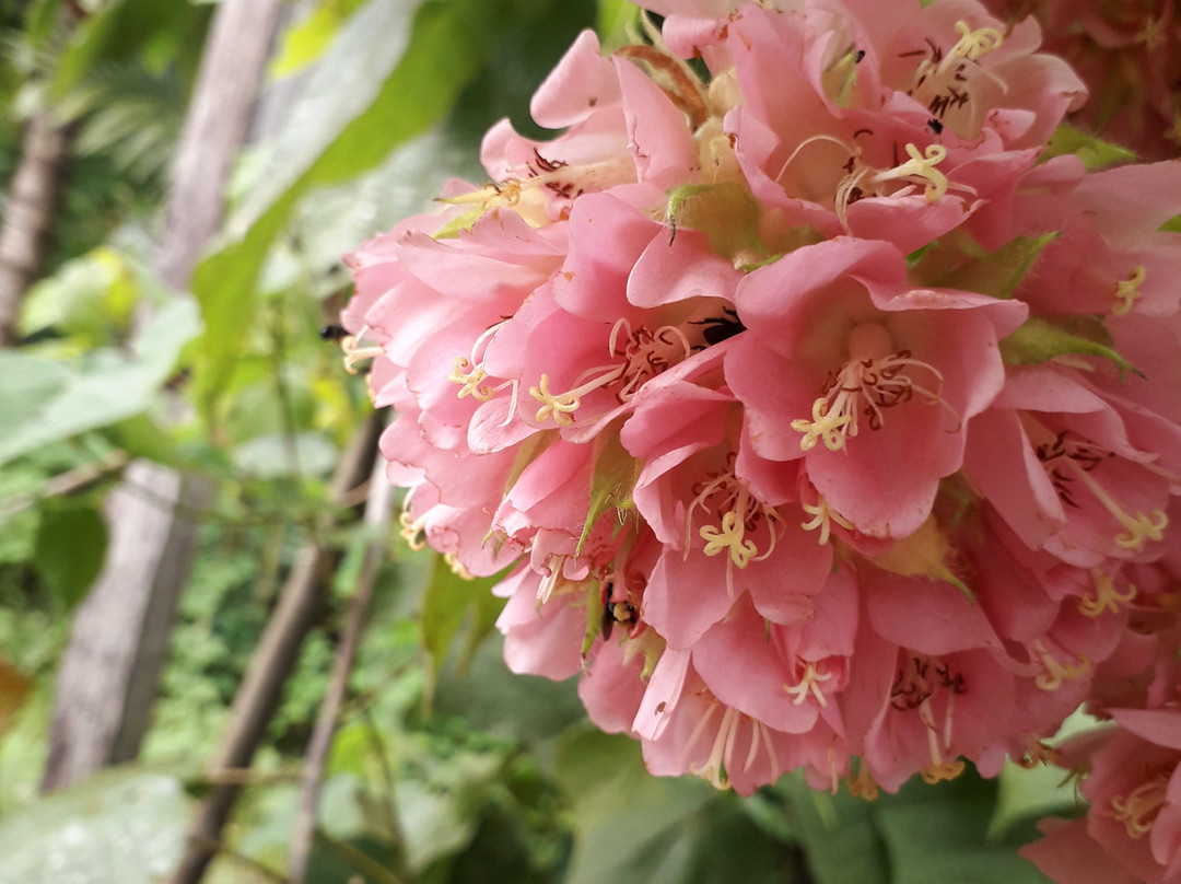 Finca Integral Organica Granito De Oro景点图片