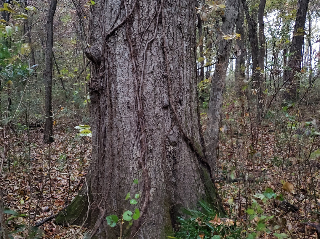 Big Oak Tree State Park景点图片