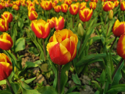 金山滨海公园-上海市必去景点