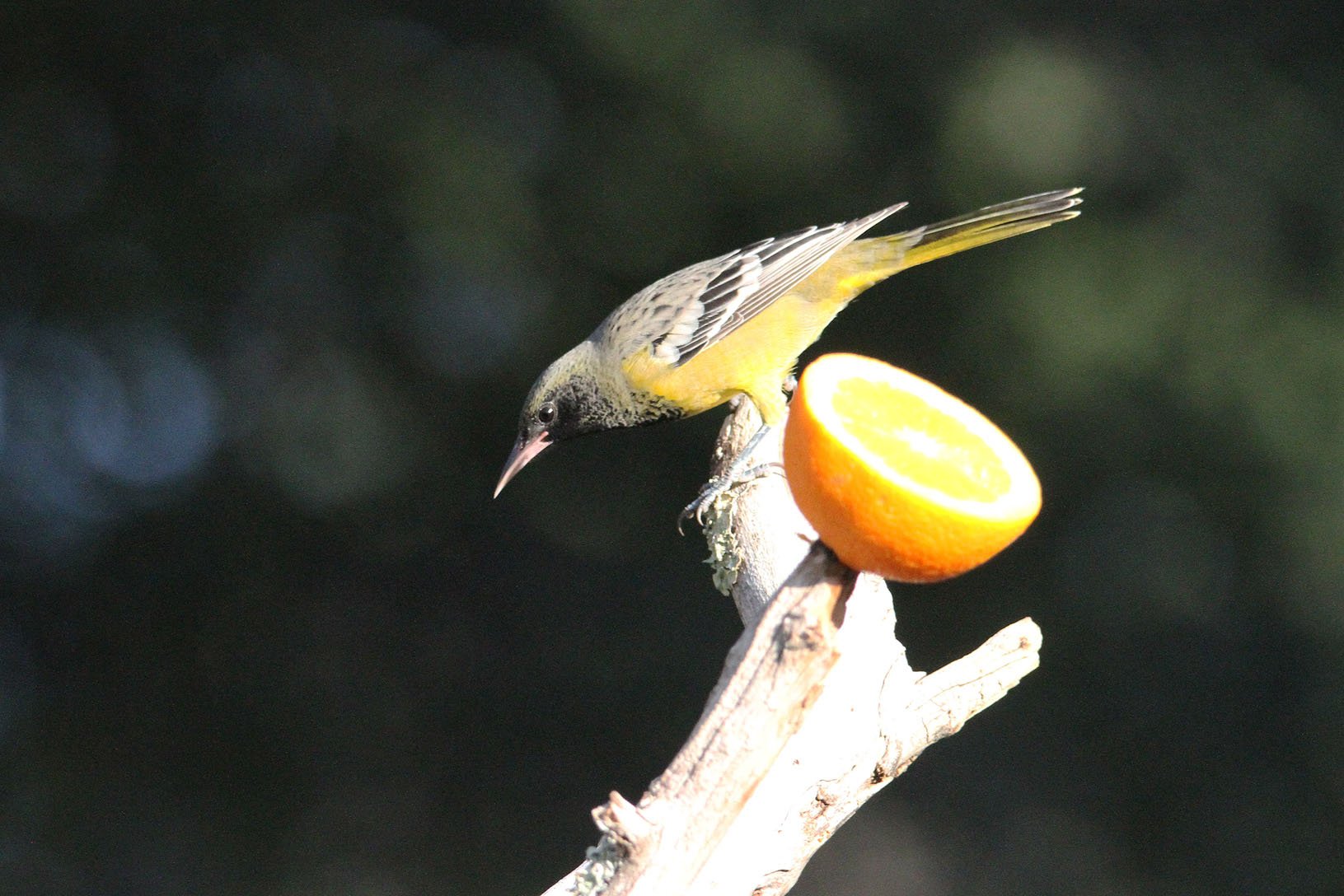 Battiste's Bed, Breakfast & Birds-官方