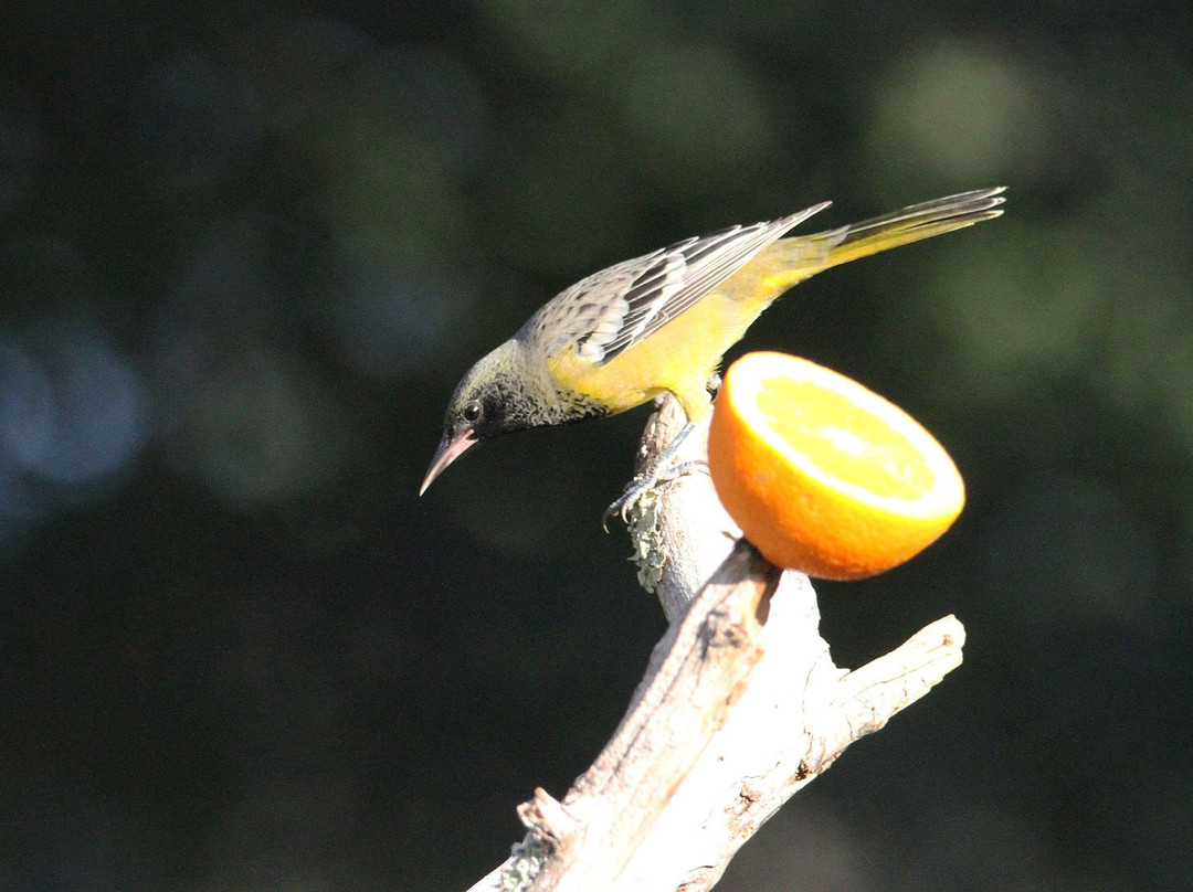 Battiste's Bed, Breakfast & Birds主图