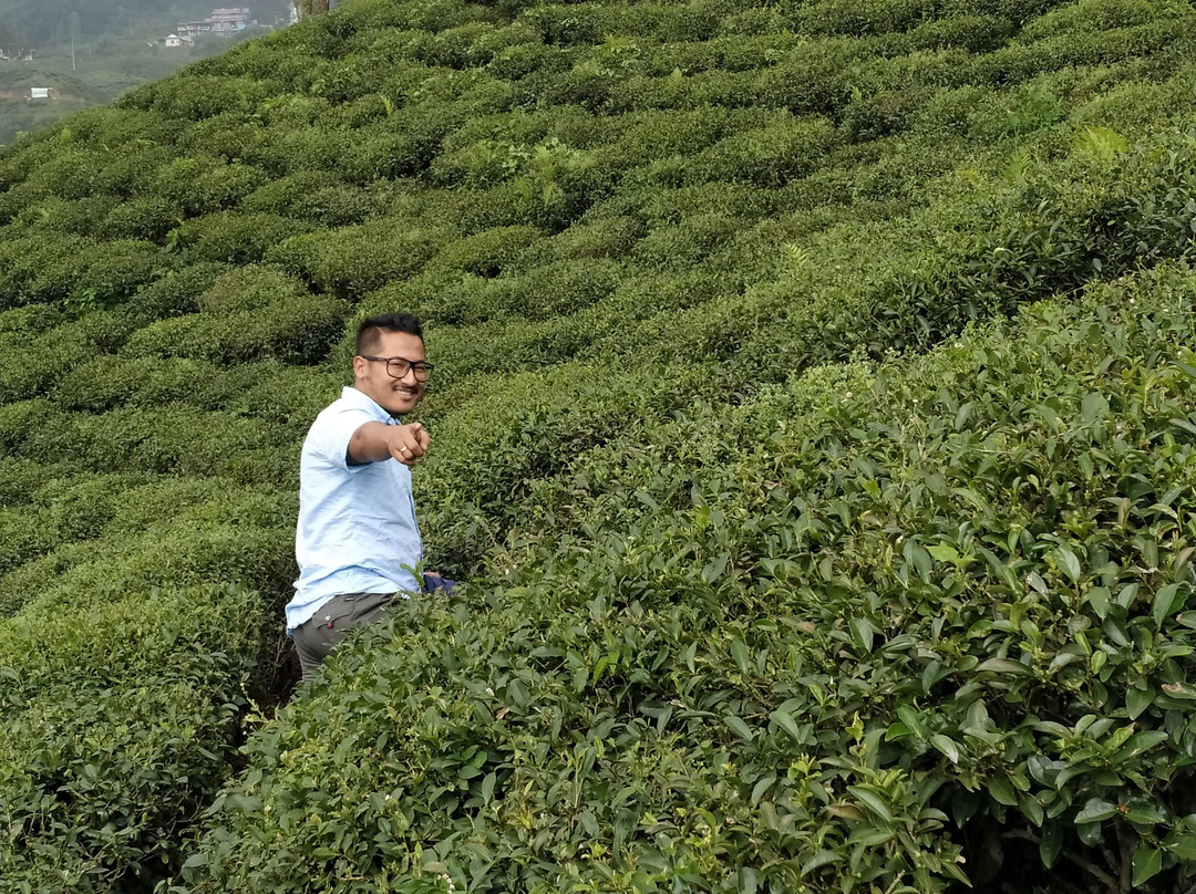 Ilam Tea Garden景点图片