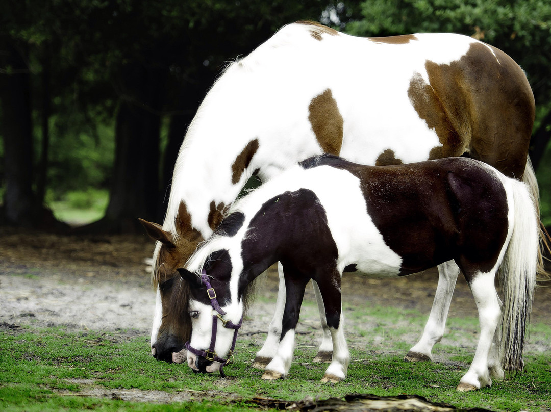 Horse Power for Kids & Animal Sanctuary景点图片