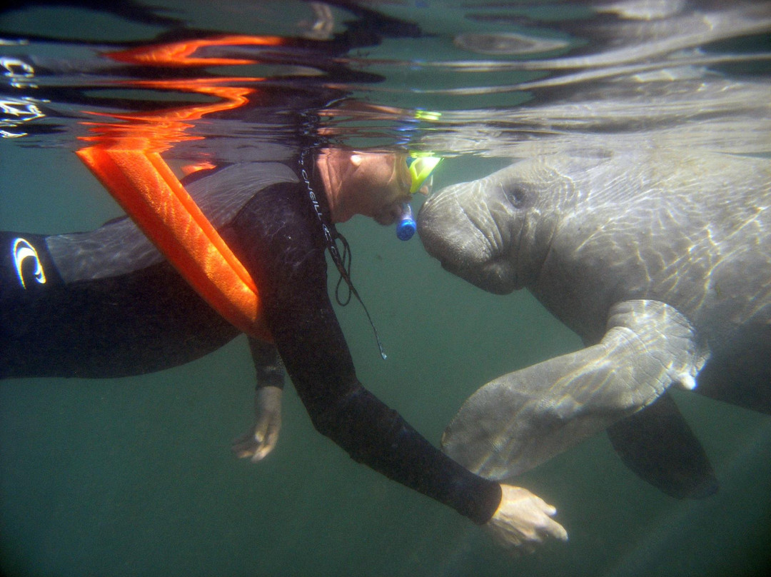 Swim With Manatees-克里斯特尔里弗必去景点