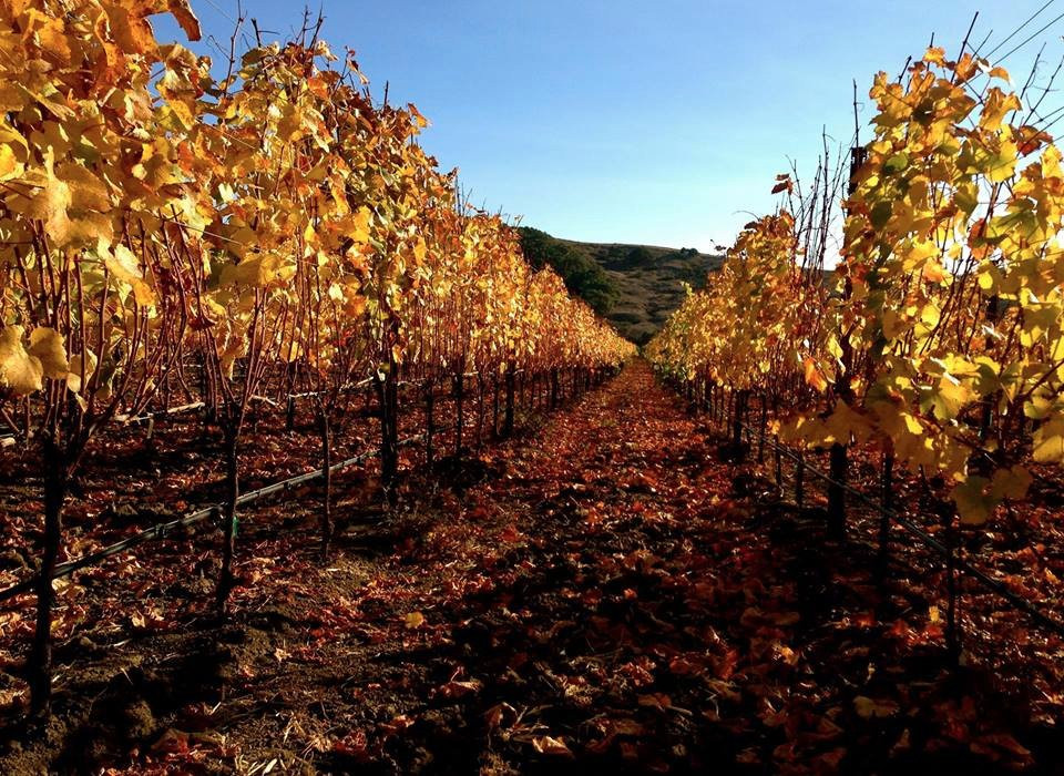 Stolo Vineyards & Winery景点图片
