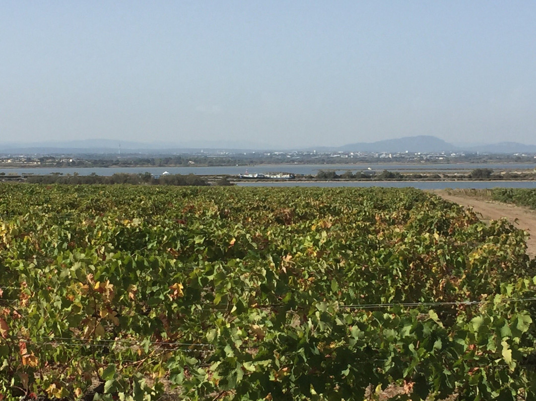 Alphonsia Maria主图