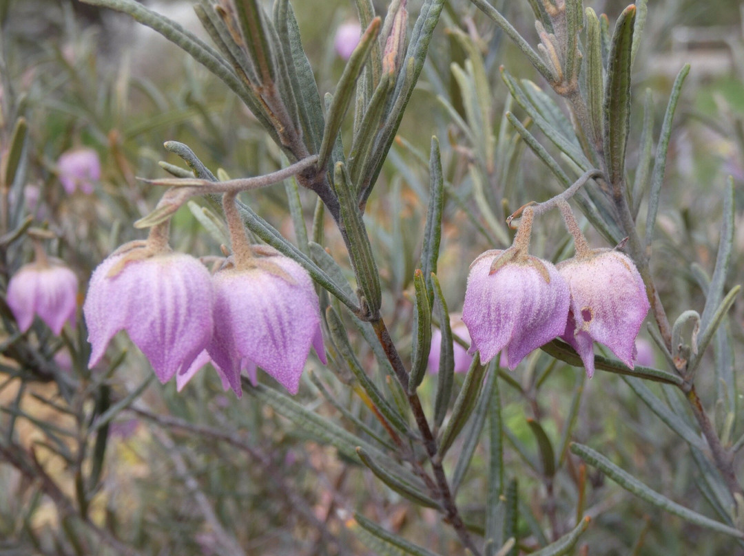 York Bushland Gardens景点图片