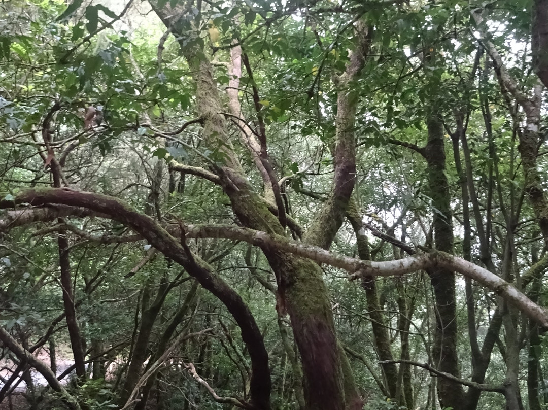 Parque Rural de Anaga-圣克鲁斯-德特内里费必去景点