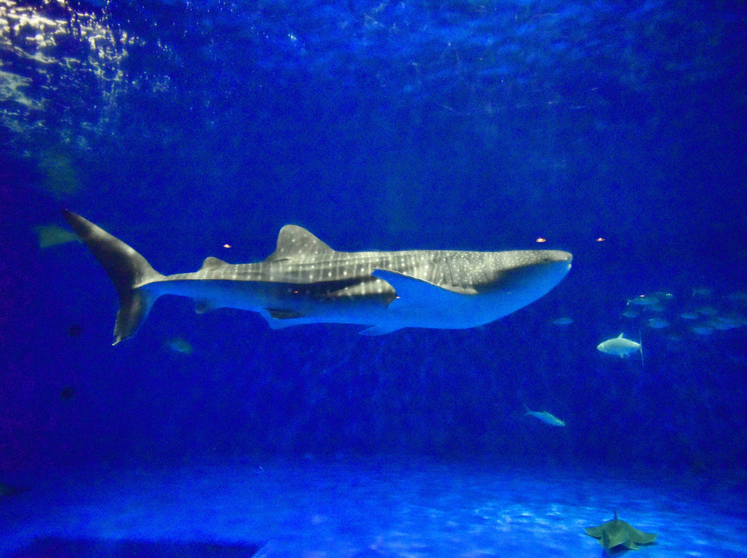 鹿儿岛水族馆-鹿儿岛市必去景点
