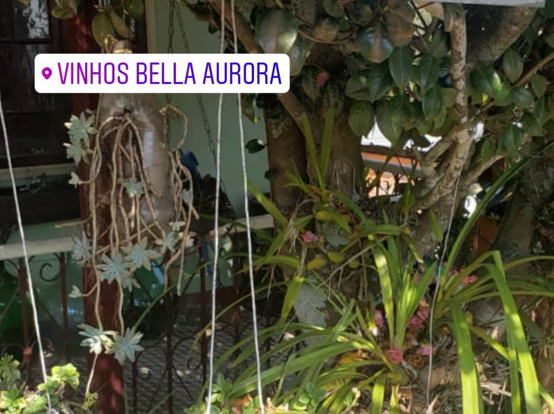 Vinicola Bella Aurora-Sao Roque必去景点