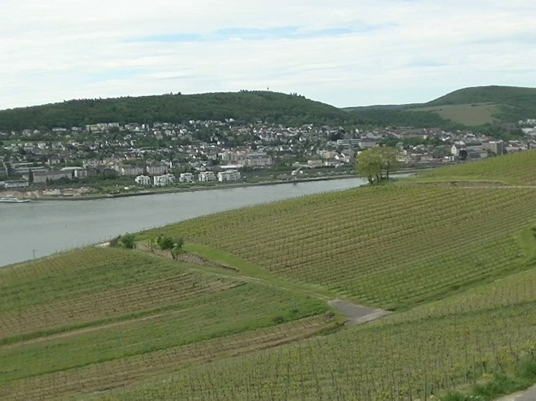 Ruedesheimer Berg "Roseneck "景点图片