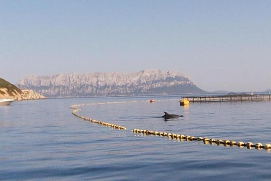 white beach noleggio gommoni