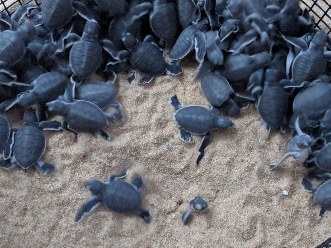 Juara Turtle Project景点图片