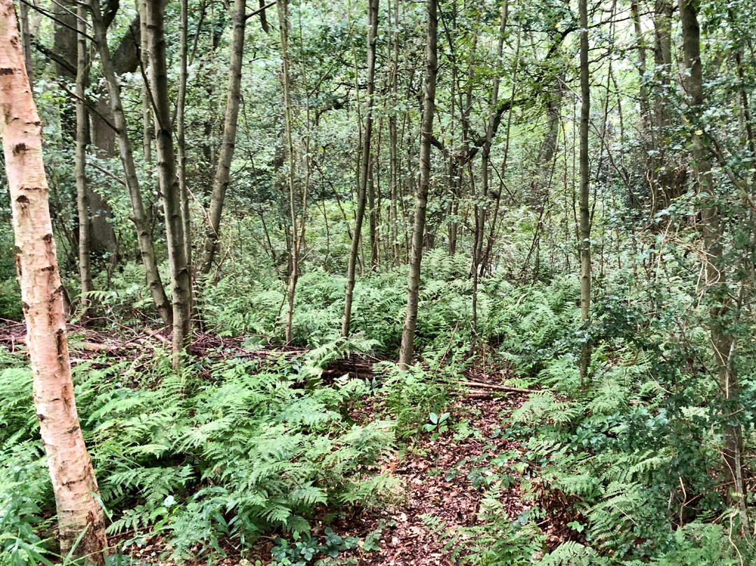 Askham Bog Nature Reserve景点图片