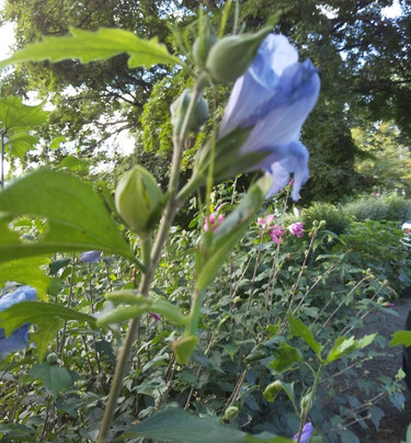 Mukuge Nature Park-皆野町必去景点