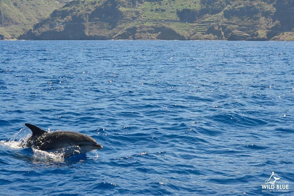 Madeira Wild Blue - Tours & W.W.-卡列塔必去景点