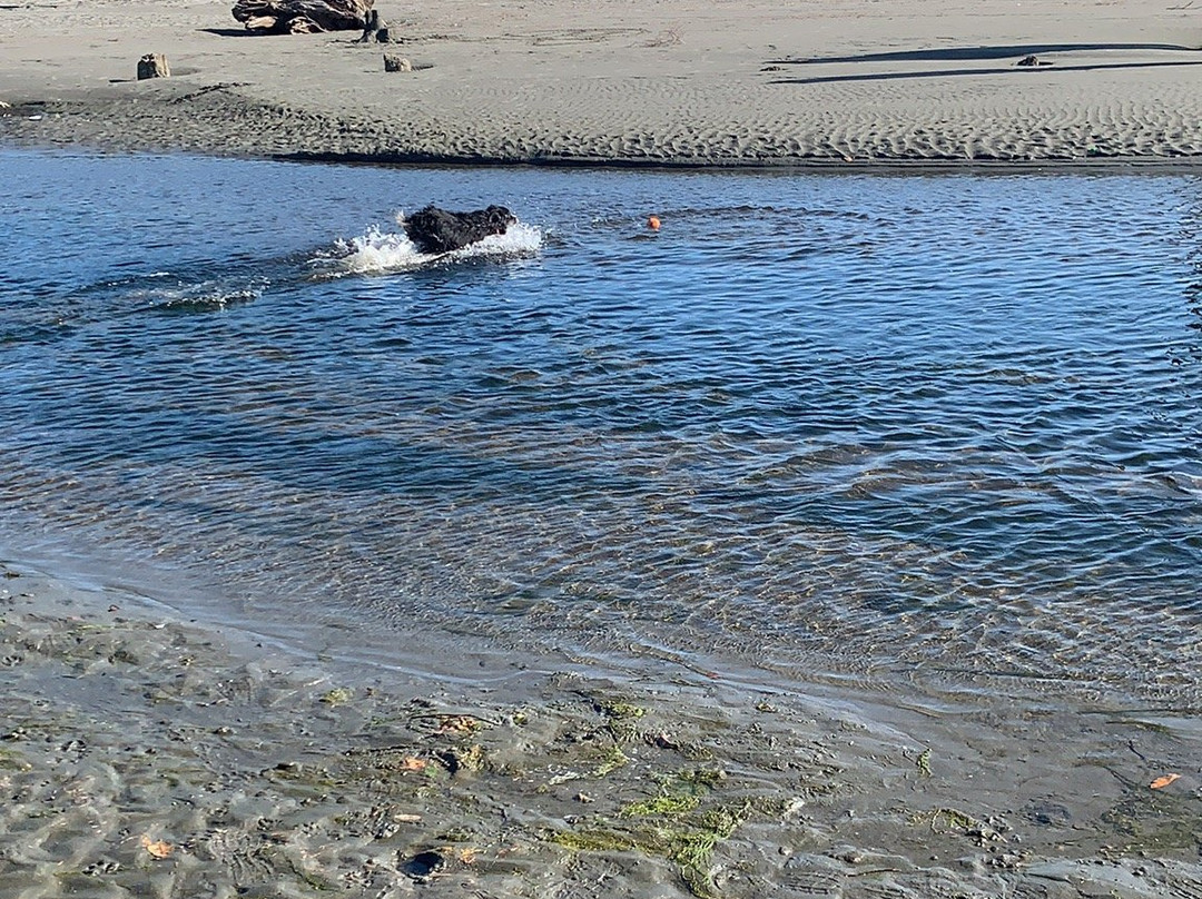 Pacific Beach State Park景点图片