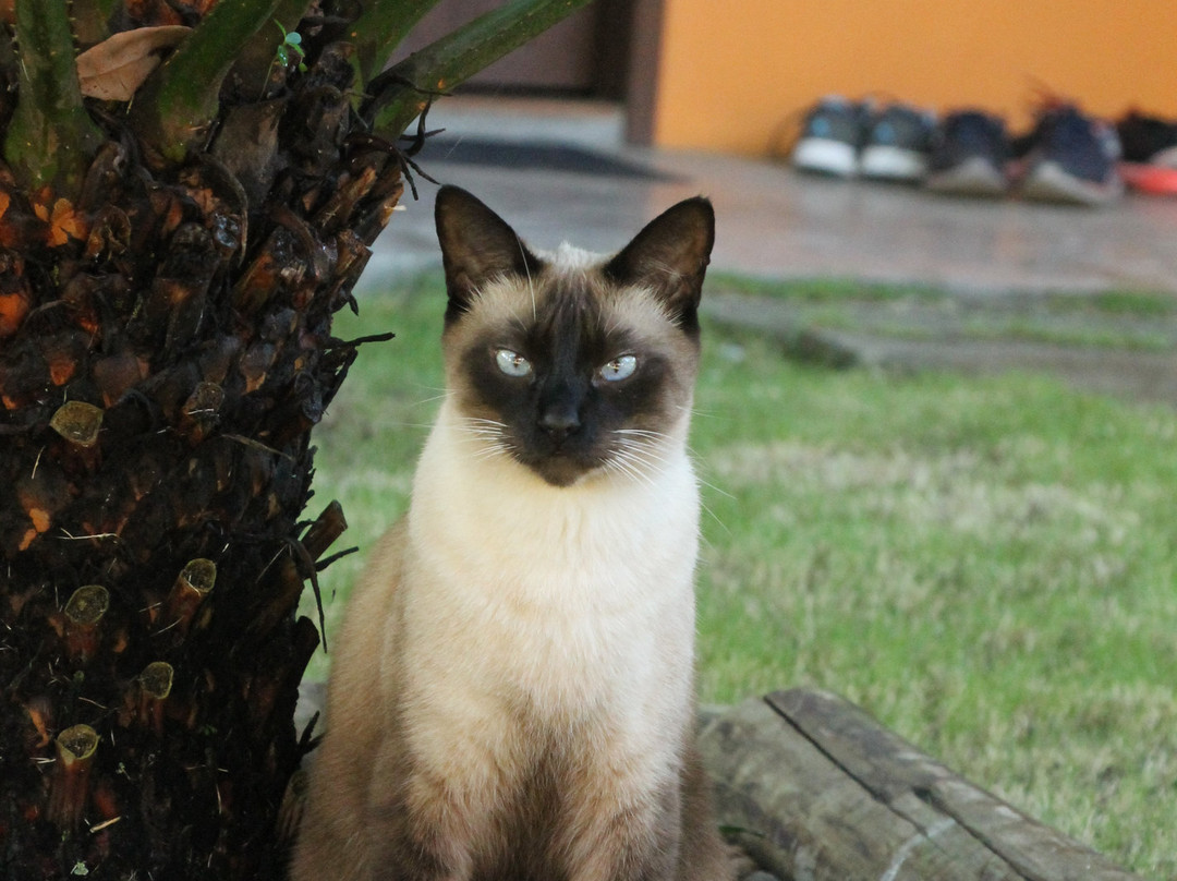 Pousada Estrela do Mar主图