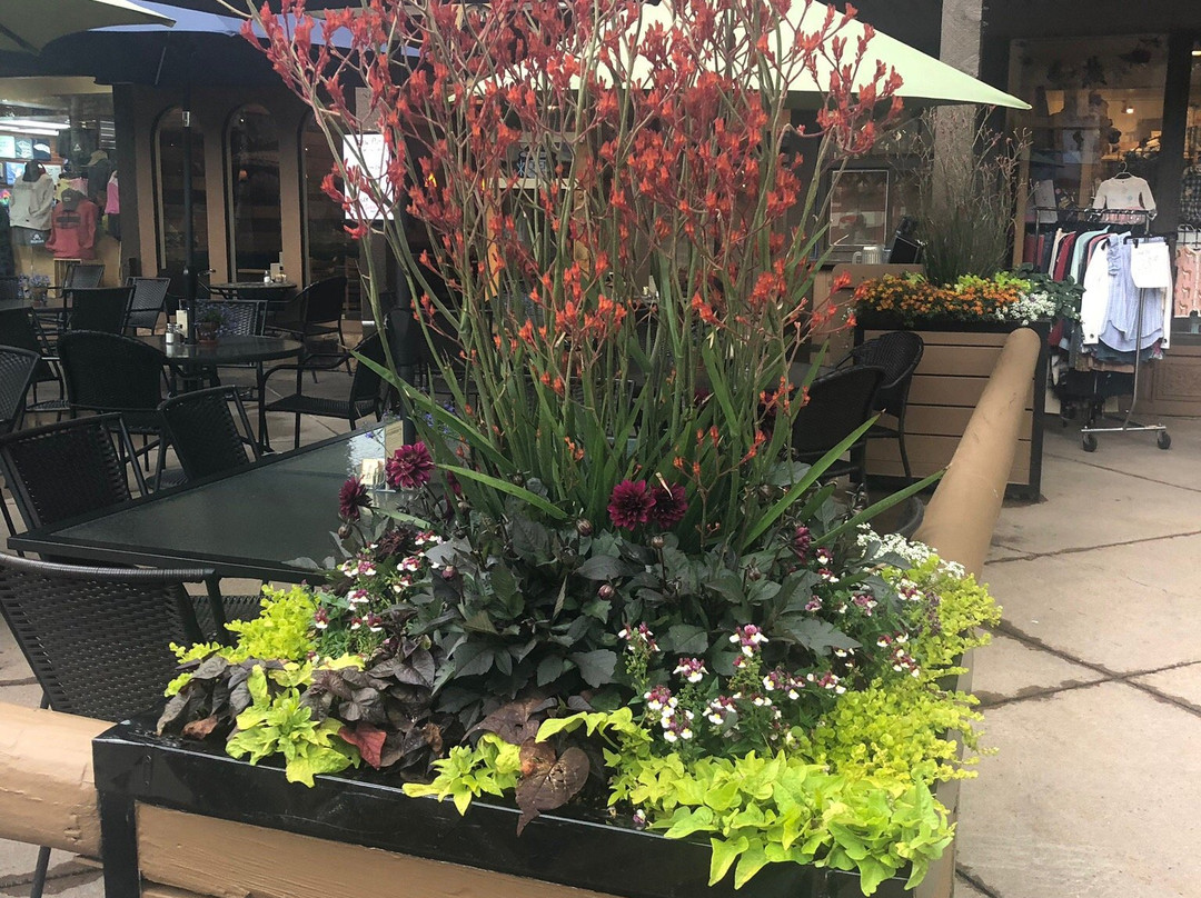 Mountain Chalet Snowmass主图