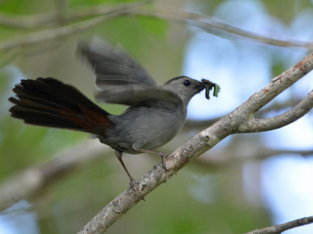 Down East Birdwatching and Nature Tours-巴港必去景点