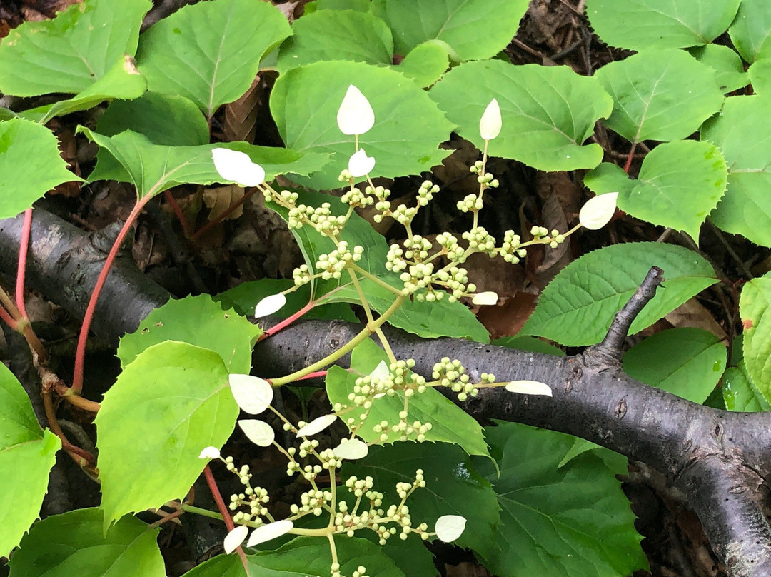 Lake Konumako-七饭町必去景点
