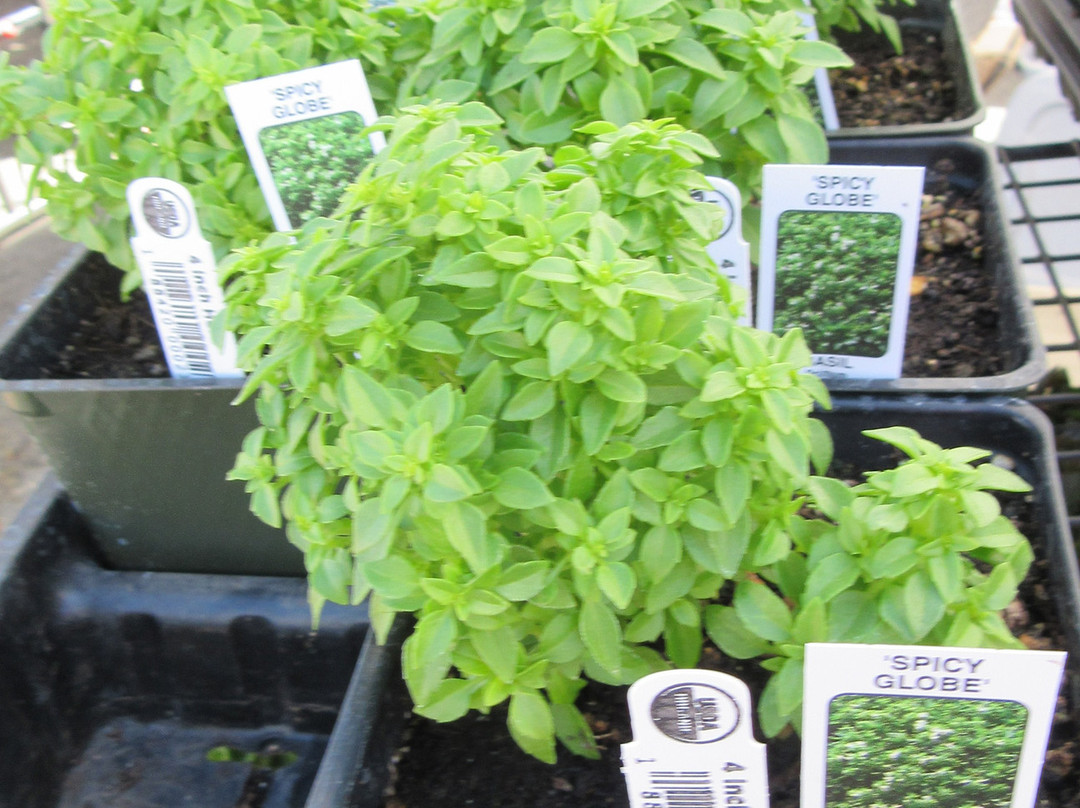 Boise Farmers Market-博伊西必去景点