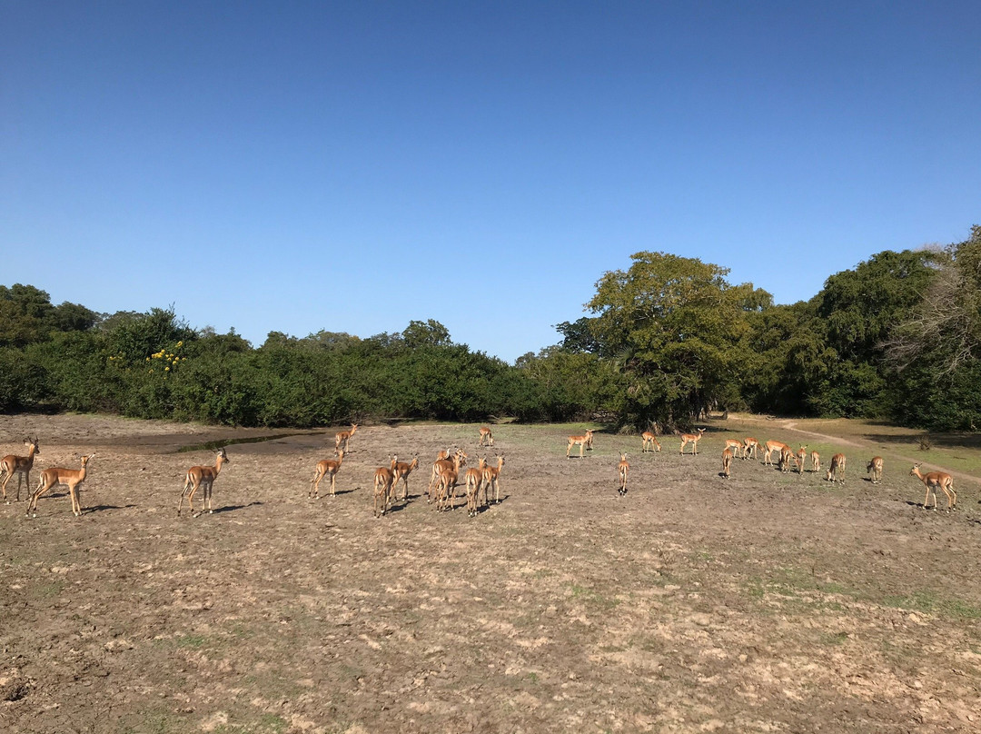 Selous Game Reserve景点图片