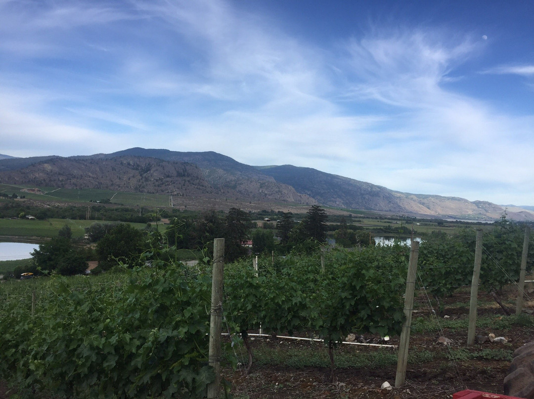 Castoro De Oro Estate Winery景点图片