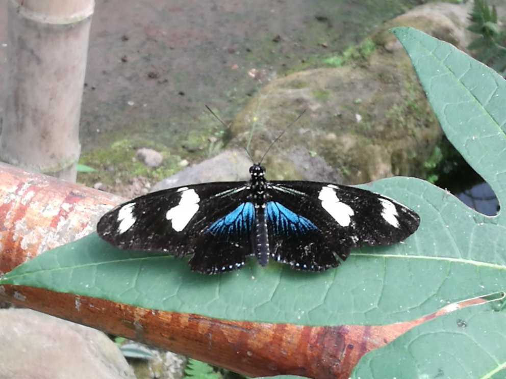 Nathaly Butterfly Garden-明多必去景点