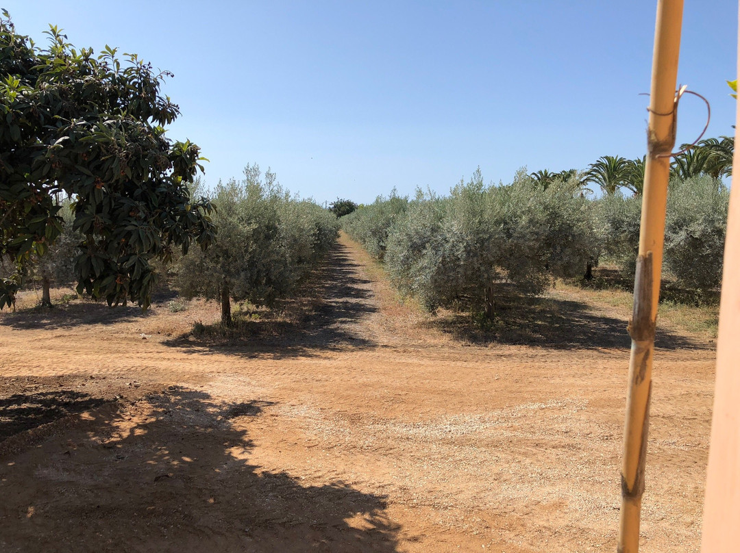 Monterosa Olive Oil Farm景点图片
