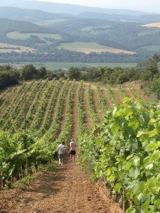 Domaine la Coume-Lumet-Cepie必去景点