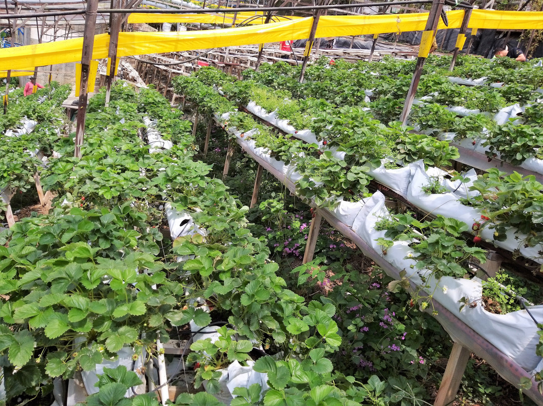 Healthy Strawberry Farm-丹那拉塔必去景点
