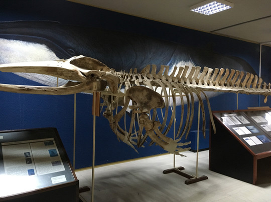 Zografou旅游景点-Mousio Zoologias Panepistimiou Athinon