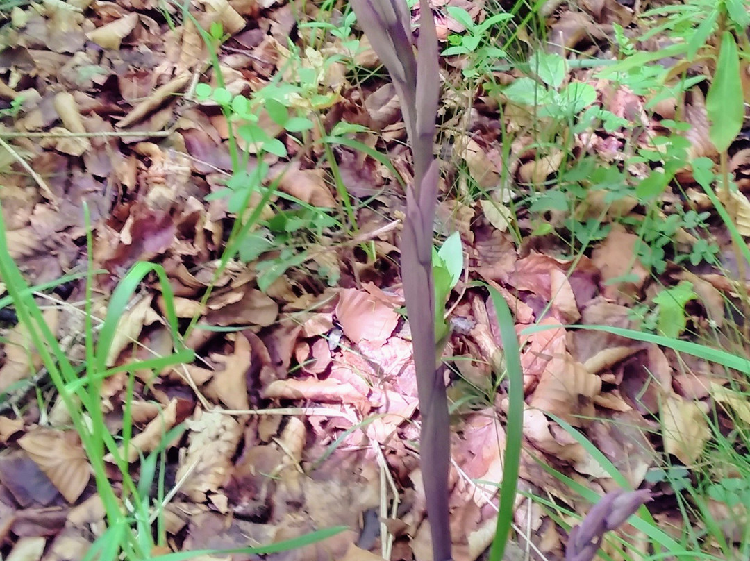 Gorges de Pereille-Roquefixade必去景点