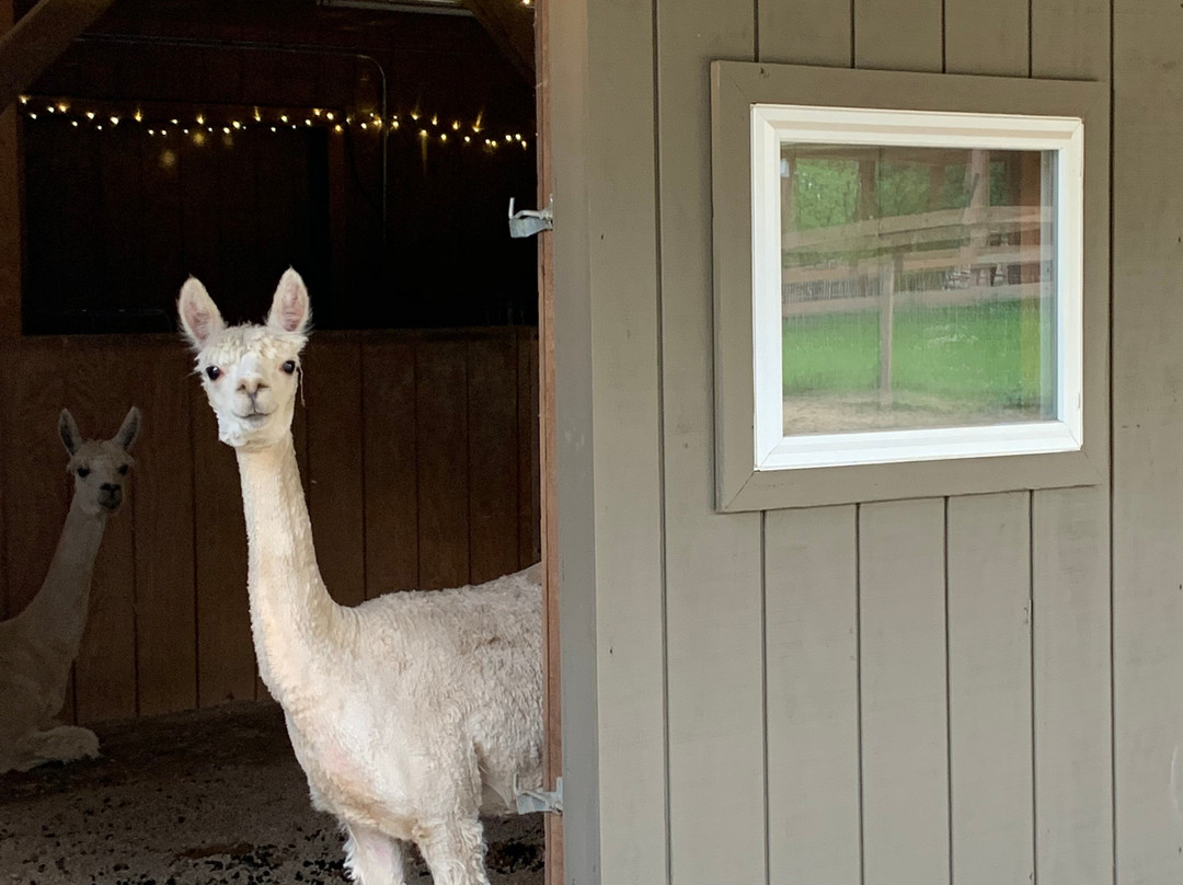 The Alpacas Of Spring Acres-Zanesville必去景点