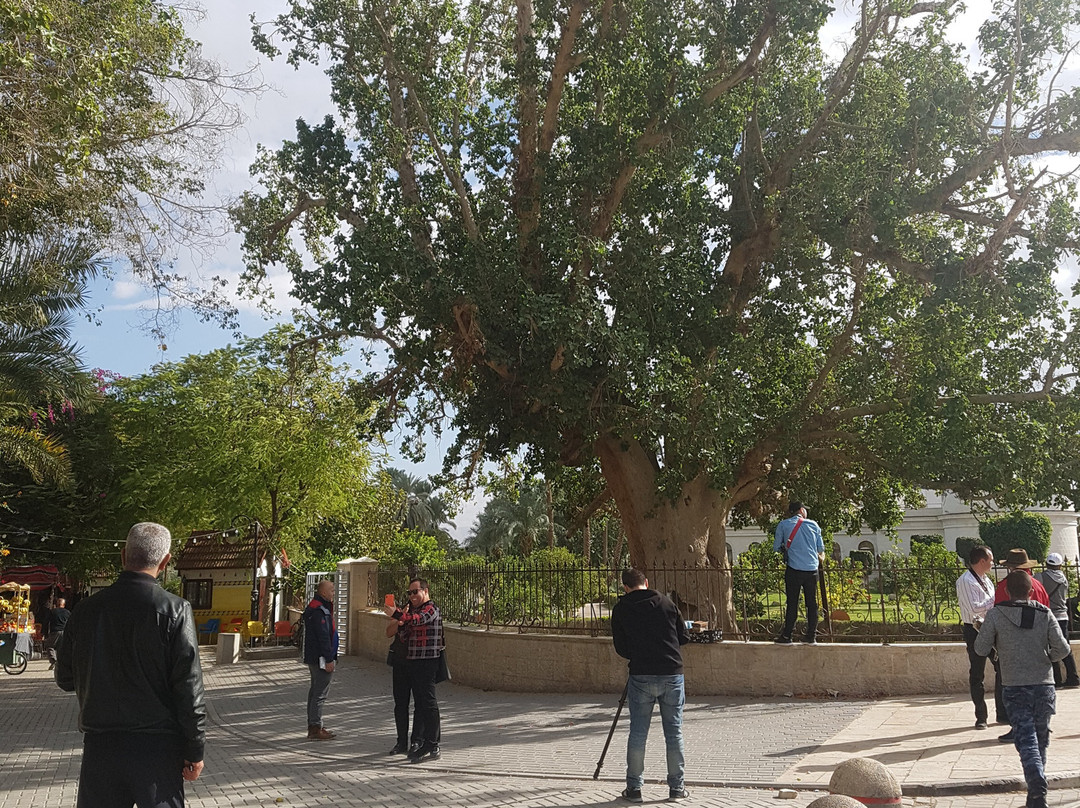 Zaccheus' Tree-Jericho必去景点