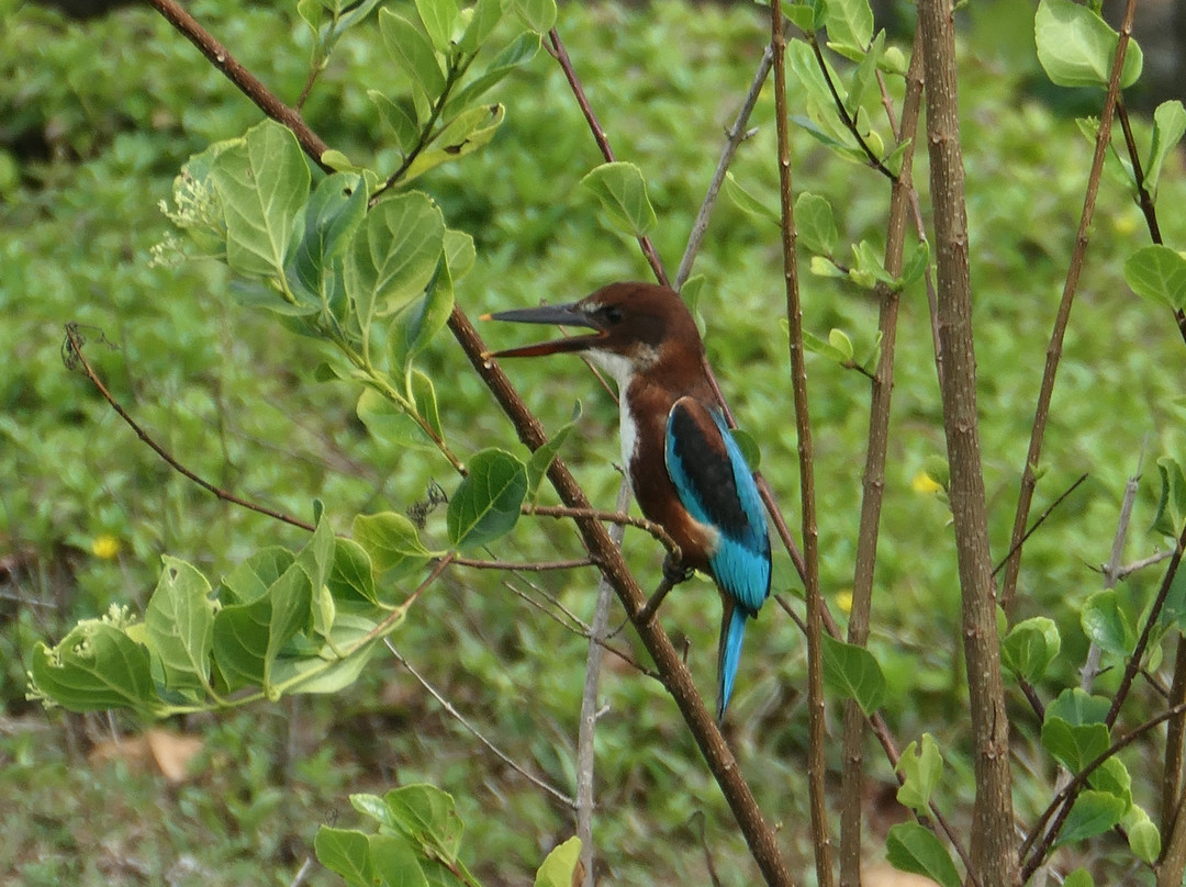 Barberyn Beach Ayurveda Resort主图