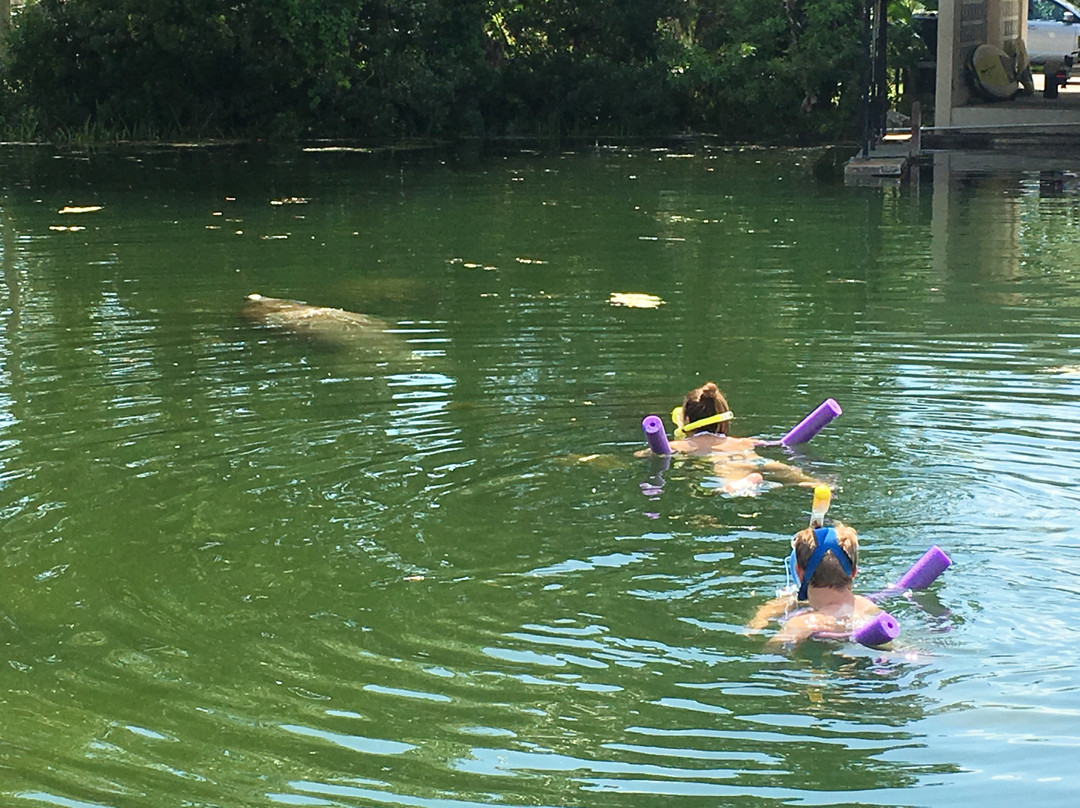 Florida Manatee Adventures-克里斯特尔里弗必去景点
