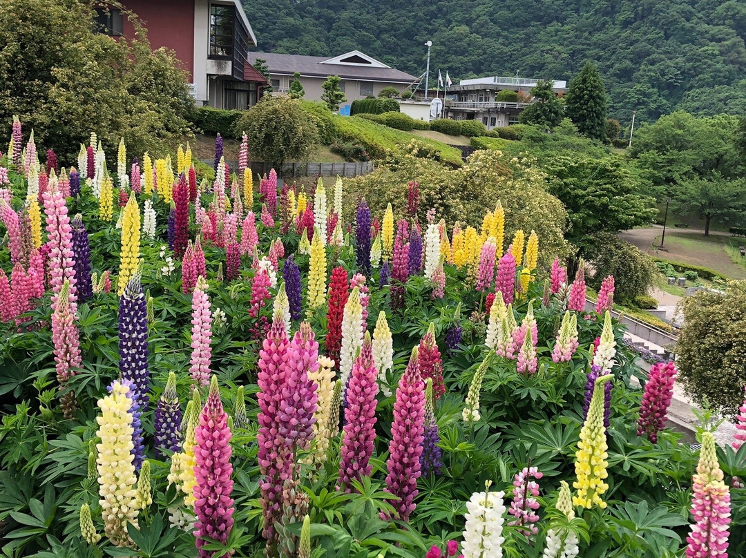 Kanagawa Prefectural Lake Tsukui Shiroyama Park, Water Garden, Flower Garden-相模原市必去景点